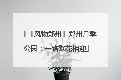 「风物郑州」郑州月季公园：一路繁花相迎