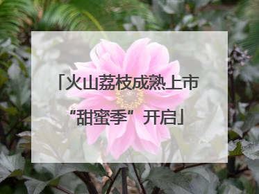 火山荔枝成熟上市 “甜蜜季”开启
