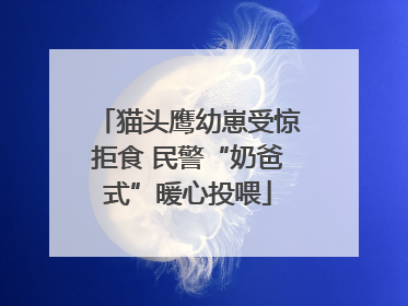猫头鹰幼崽受惊拒食 民警“奶爸式”暖心投喂