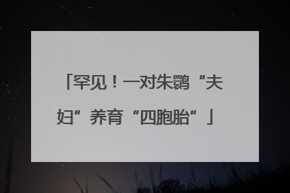 罕见！一对朱鹮“夫妇”养育“四胞胎”