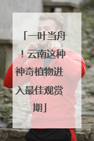 一叶当舟！云南这种神奇植物进入最佳观赏期