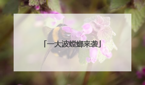 一大波螳螂来袭