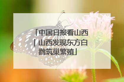 中国日报看山西｜山西发现东方白鹳筑巢繁殖