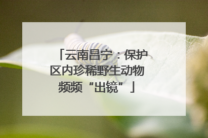 云南昌宁：保护区内珍稀野生动物频频“出镜”