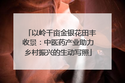 以岭千亩金银花田丰收景：中医药产业助力乡村振兴的生动写照