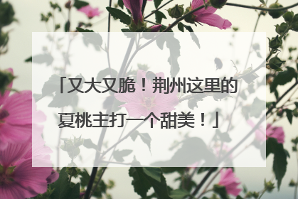 又大又脆！荆州这里的夏桃主打一个甜美！