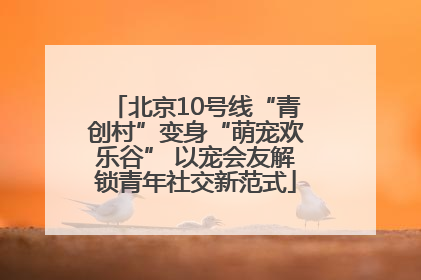 北京10号线“青创村”变身“萌宠欢乐谷” 以宠会友解锁青年社交新范式