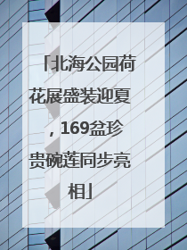 北海公园荷花展盛装迎夏，169盆珍贵碗莲同步亮相