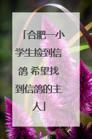 合肥一小学生捡到信鸽 希望找到信鸽的主人