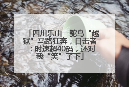 四川乐山一鸵鸟“越狱”马路狂奔，目击者：时速超40码，还对我“笑”了下