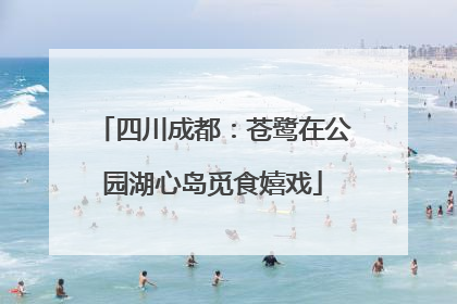 四川成都：苍鹭在公园湖心岛觅食嬉戏