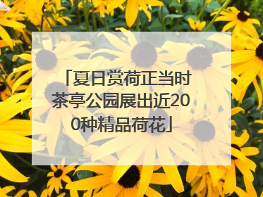 夏日赏荷正当时 茶亭公园展出近200种精品荷花