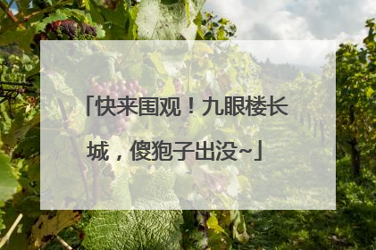 快来围观！九眼楼长城，傻狍子出没~