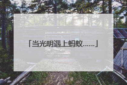 当光明遇上蚂蚁……