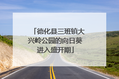 德化县三班镇大兴岭公园的向日葵进入盛开期