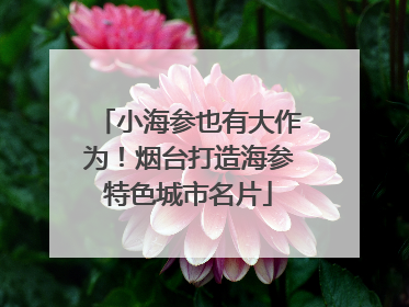 小海参也有大作为！烟台打造海参特色城市名片