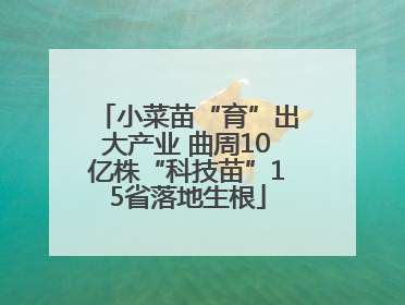 小菜苗“育”出大产业 曲周10亿株“科技苗”15省落地生根