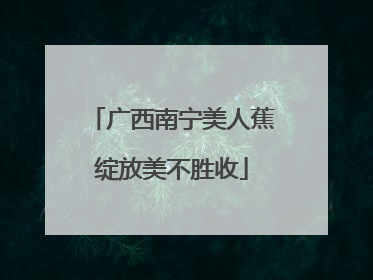 广西南宁美人蕉绽放美不胜收