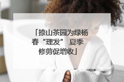 捺山茶园为绿杨春“理发” 夏季修剪促增收
