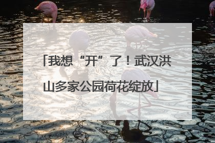 我想“开”了！武汉洪山多家公园荷花绽放