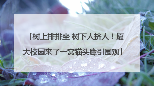 树上排排坐 树下人挤人！厦大校园来了一窝猫头鹰引围观