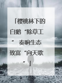 樱桃林下的白鹅“除草工” 奏响生态致富“向天歌”