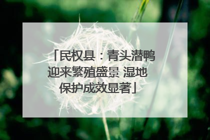 民权县：青头潜鸭迎来繁殖盛景 湿地保护成效显著