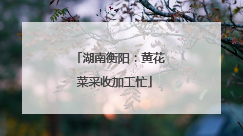 湖南衡阳：黄花菜采收加工忙