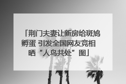 荆门夫妻让新房给斑鸠孵蛋 引发全国网友竞相晒“人鸟共处”图