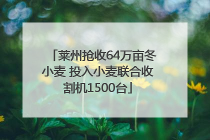 莱州抢收64万亩冬小麦 投入小麦联合收割机1500台