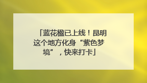 蓝花楹已上线！昆明这个地方化身“紫色梦境”，快来打卡