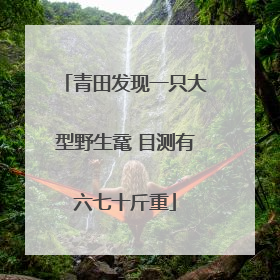 青田发现一只大型野生鼋 目测有六七十斤重