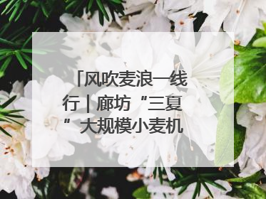 风吹麦浪一线行｜廊坊“三夏”大规模小麦机收全面开始
