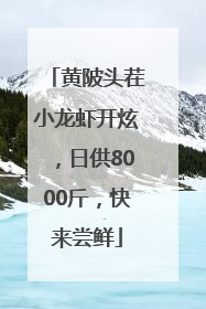 黄陂头茬小龙虾开炫，日供8000斤，快来尝鲜