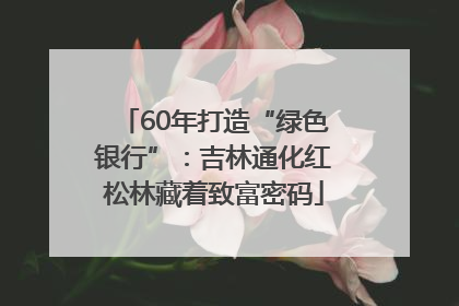60年打造“绿色银行”：吉林通化红松林藏着致富密码